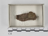 登錄號:F0018662藏品圖，第1張