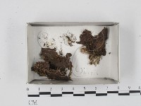 登錄號:F0018665藏品圖，第1張