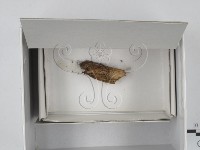 登錄號:F0018667藏品圖，第3張