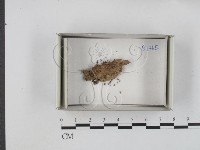 登錄號:F0018669藏品圖，第1張