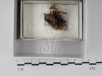 登錄號:F0018671藏品圖，第1張