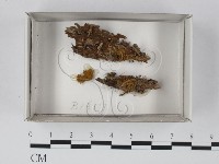 登錄號:F0018675藏品圖，第1張