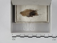 登錄號:F0018678藏品圖，第1張
