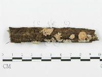 裂褶菌藏品圖，第1張