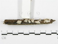 裂褶菌藏品圖，第3張