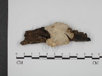 登錄號:F0018686藏品圖，第1張