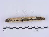 登錄號:F0018700藏品圖，第5張