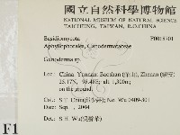 靈芝屬藏品圖，第2張
