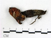 登錄號:F0018702藏品圖，第1張