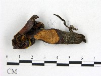 登錄號:F0018702藏品圖，第3張