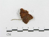 登錄號:F0018703藏品圖，第1張