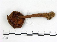 登錄號:F0018704藏品圖，第3張