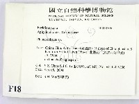 顯絲菌屬藏品圖，第2張