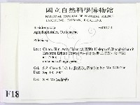 射脈菌屬藏品圖，第2張
