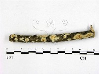射脈菌屬藏品圖，第1張
