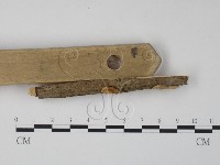 栓菌屬藏品圖，第3張
