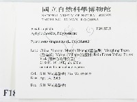 血紅密孔菌藏品圖，第2張