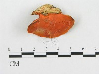 血紅密孔菌藏品圖，第3張