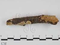 登錄號:F0018717藏品圖，第3張