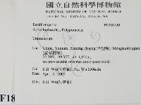 栓菌屬藏品圖，第2張