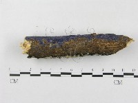 登錄號:F0018721藏品圖，第4張