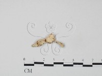 牛樟芝藏品圖，第1張