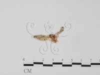 牛樟芝藏品圖，第3張