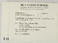 牛樟芝藏品圖，第2張