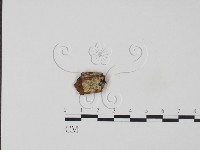 牛樟芝藏品圖，第1張