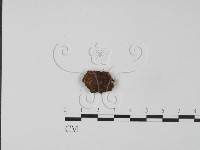 牛樟芝藏品圖，第3張