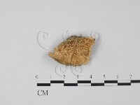 登錄號:F0018732藏品圖，第1張