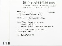 煙管菌藏品圖，第2張