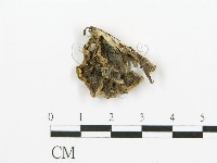 煙管菌藏品圖，第1張