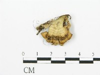 煙管菌藏品圖，第3張