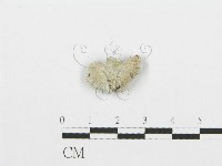 裂褶菌藏品圖，第3張