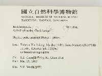 冇骨消絲齒菌藏品圖，第2張