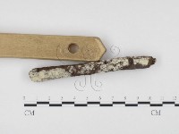 冇骨消絲齒菌藏品圖，第3張