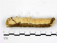 登錄號:F0018743藏品圖，第1張