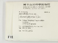 冇骨消絲齒菌藏品圖，第2張