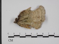 附毛菌屬藏品圖，第3張