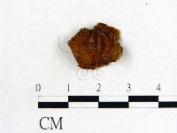 木耳屬藏品圖，第3張