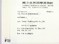 木耳屬藏品圖，第2張