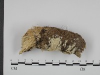 登錄號:F0018762藏品圖，第1張