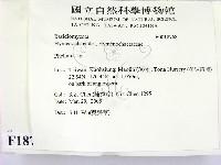 木層孔菌屬藏品圖，第2張