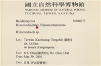 刺革菌屬藏品圖，第2張