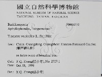 雲芝藏品圖，第2張