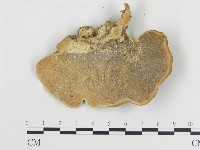 登錄號:F0018774藏品圖，第1張