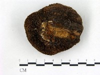 登錄號:F0018776藏品圖，第3張