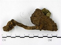 登錄號:F0018777藏品圖，第1張
