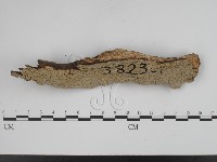 登錄號:F0018779藏品圖，第1張
